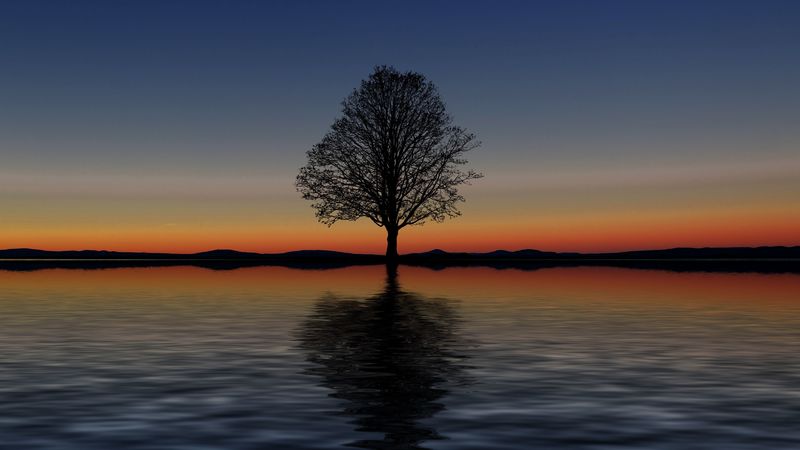 tree, lonely, horizon, reflection, sunset, minimalism, 4k