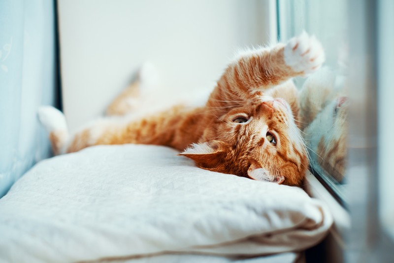 animals, cats, mammals
