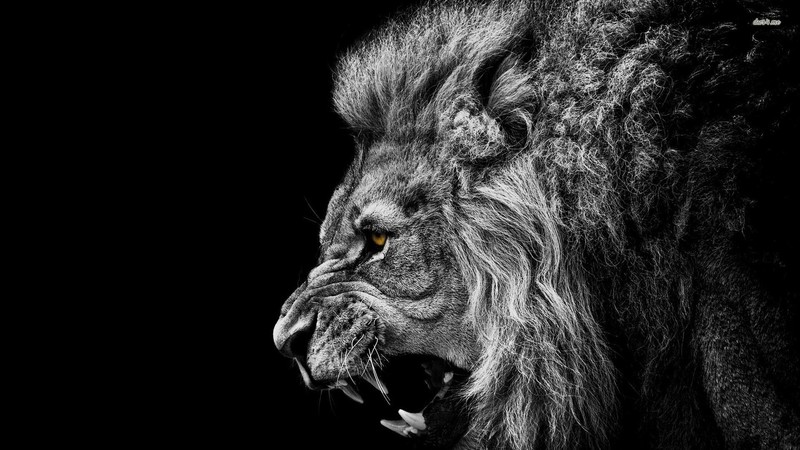 lion, nature, artwork, big cats, digital art, animals, mammals