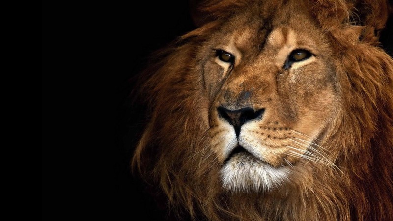 lion, nature, animals, big cats, mammals
