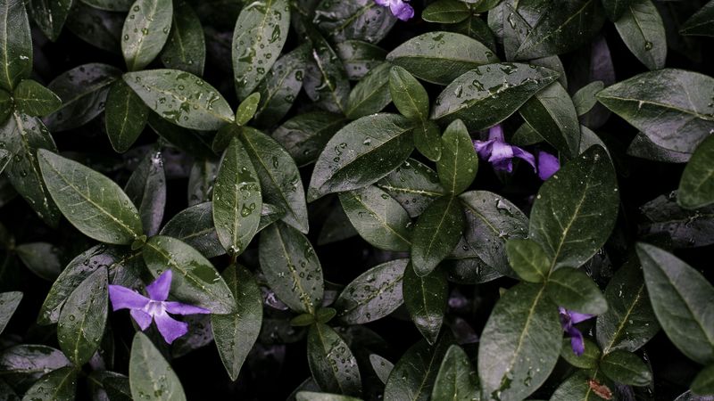 flowers, leaves, drops, plant, 4k