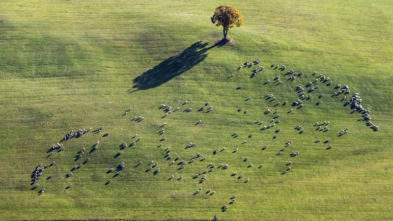 field, animals, aerial view, Germany, grass, trees, sheep