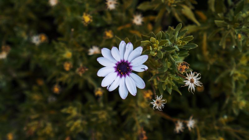 arctotis, african daisy, flower, petals, flowerbed, 4k