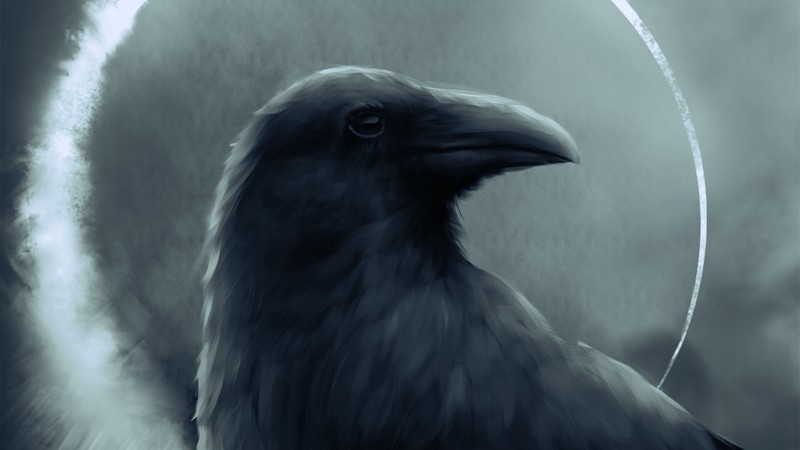 raven, drawing, birds