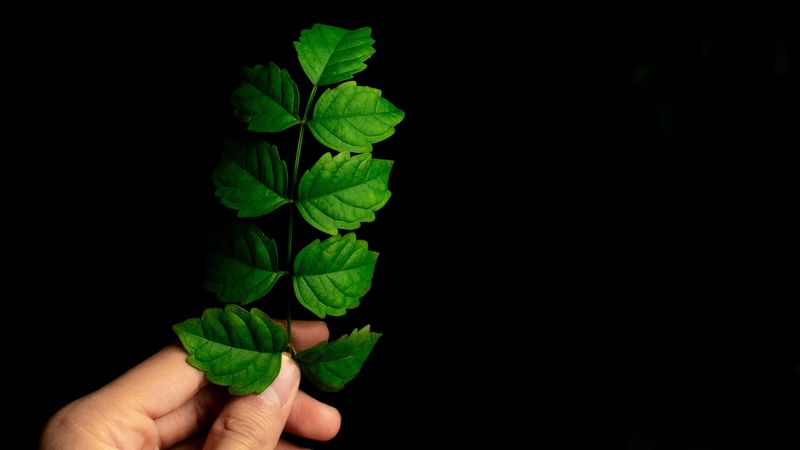 leaf, hand, plant, branch, green, 4k