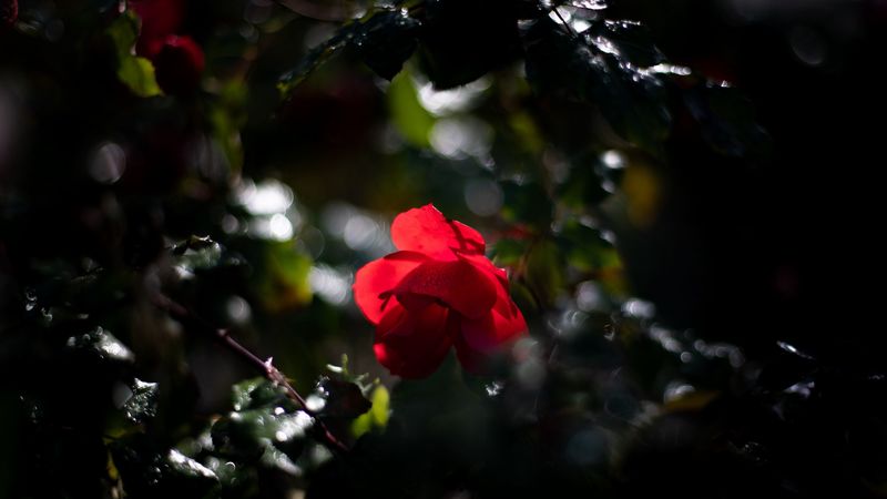 rose, bud, red, drops, blur, glare, 4k