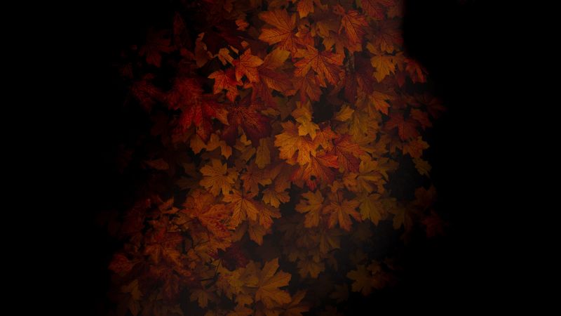 maple, leaves, dark, tree, autumn, shadow, 4k