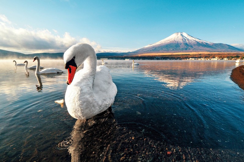 swan, Asia, nature, animals, water, birds