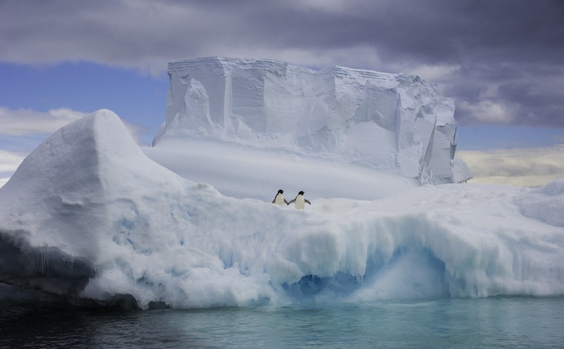 iceberg, Arctic, animals, penguins, water, nature, holding hands