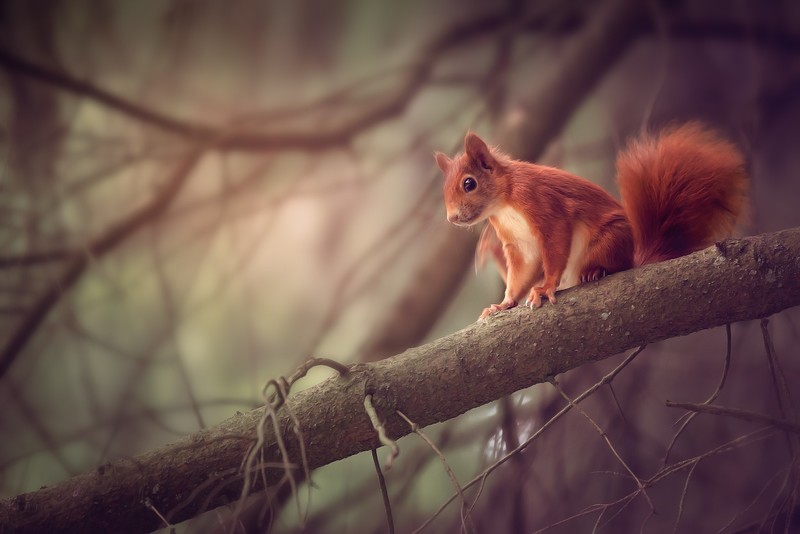 branch, wood, animals, mammals, squirrel