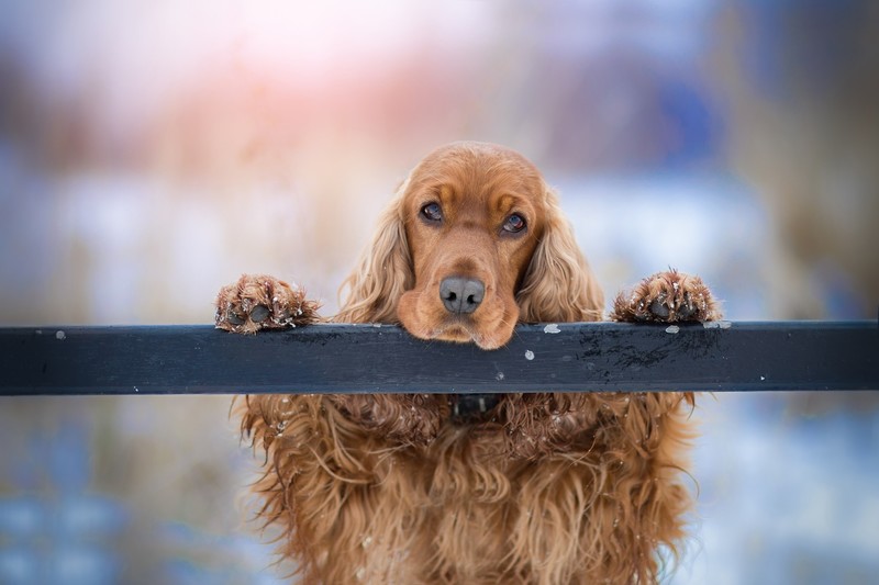 dog, animals, outdoors, mammals, spaniels
