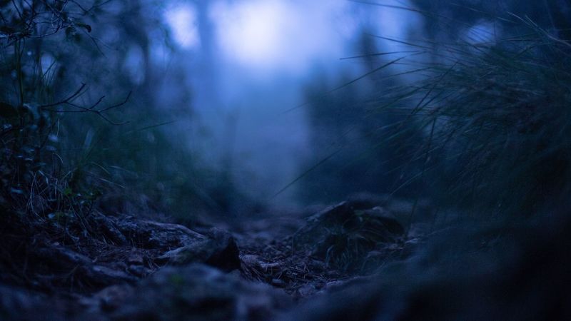 grass, blur, macro, fog, 4k