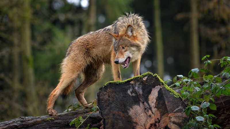 nature, animals, wolf, mammals