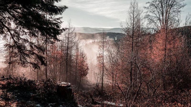 trees, mountains, autumn, fog, aerial view, overview, 4k