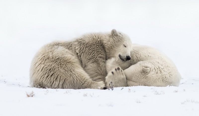 polar bears, animals, snow, cold, winter, bears, mammals