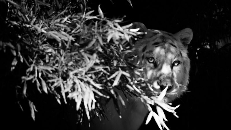tiger, white tiger, bw, hide, branches, 4k