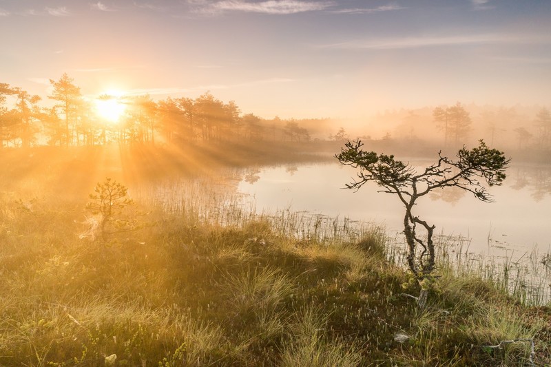 sunlight, nature, water, Sun, outdoors, sunrise, lake, bright, mist, calm, dew