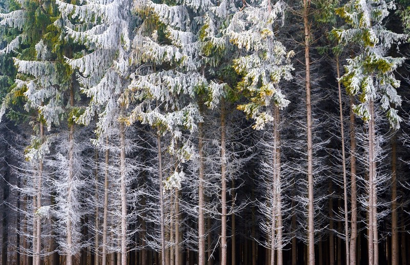 trees, snow, winter, plants, outdoors