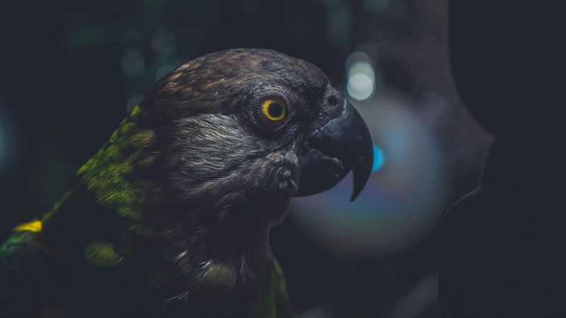 parrot, bird, beak, dark, eye, 4k