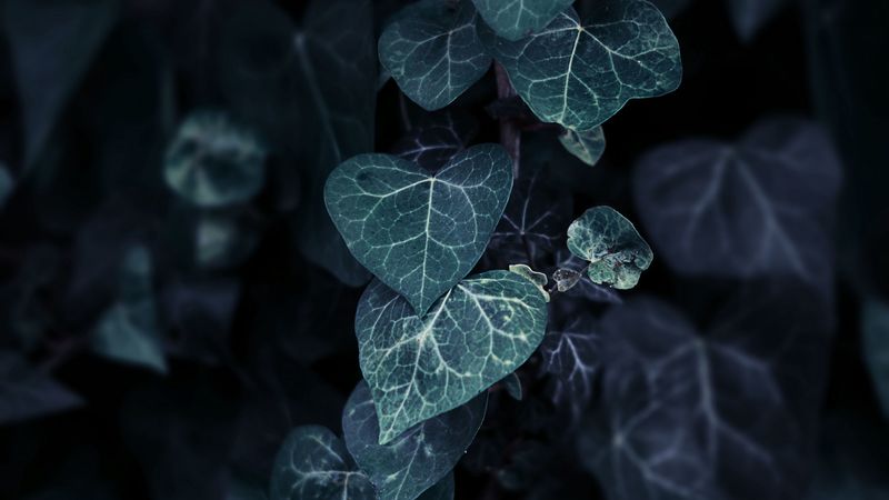 leaves, plant, climbing, bush, branch, 4k