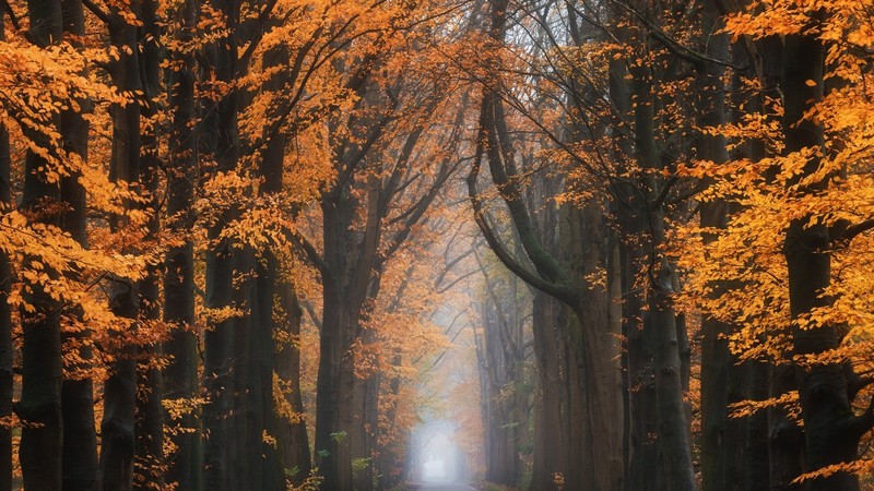 nature, landscape, trees, mist, fall, leaves, tree trunk