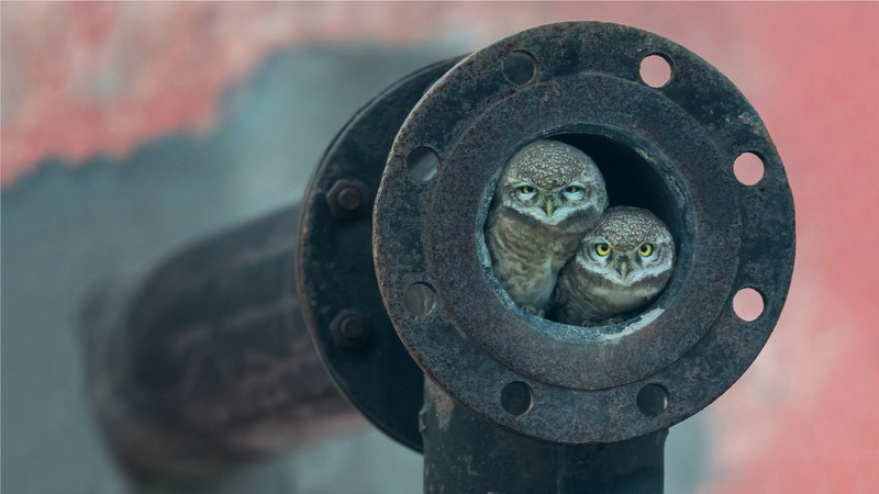 nature, birds, owl, photography, rust, screws, circle, pipe, depth of field