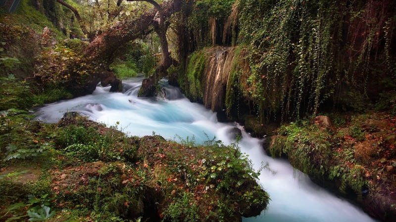 nature, landscape, long exposure, river, plants, leaves, forest, trees, tree trunk, moss, overgrown