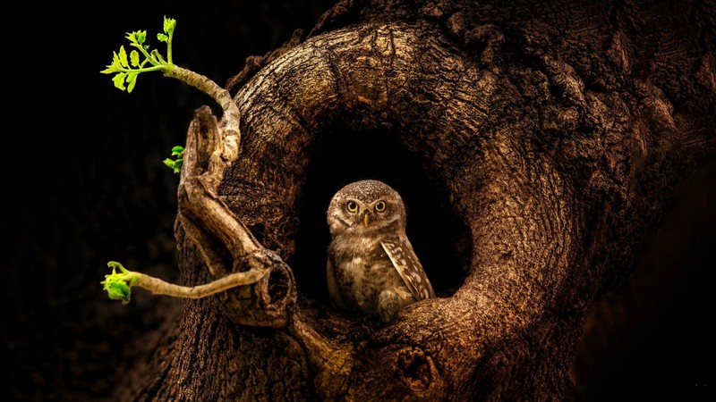nature, birds, owl, photography, tree trunk, trees, branch, leaves, dark background