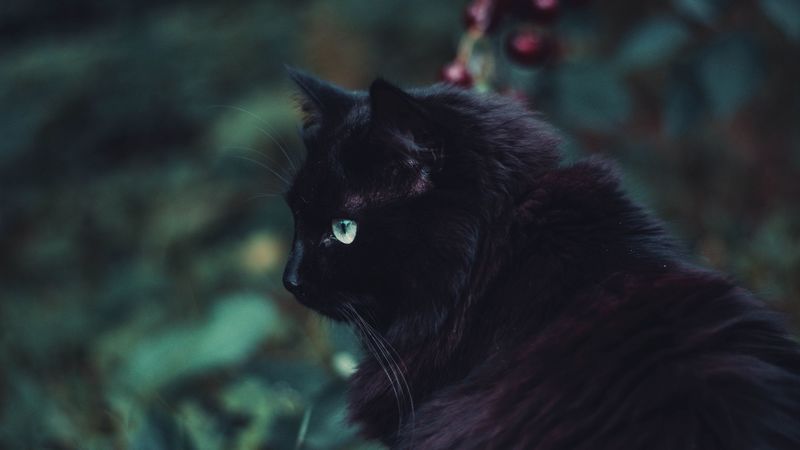 black cat, cat, fluffy, sight, 4k