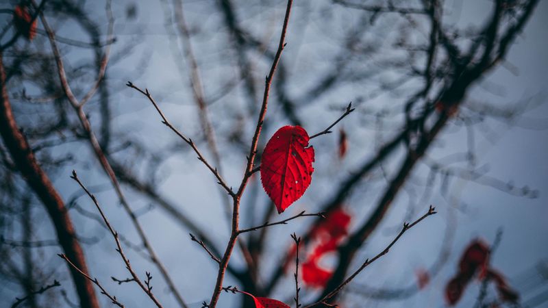 leaves, branch, blur, red, 4k