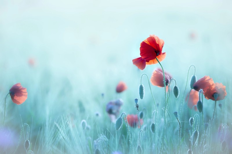 red flowers, plants, flowers, bright