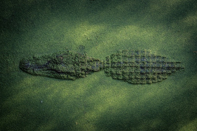 crocodile, reptiles, animals, water, green, alligators, camouflage
