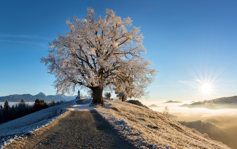 landscape, outdoors, winter, trees, frost