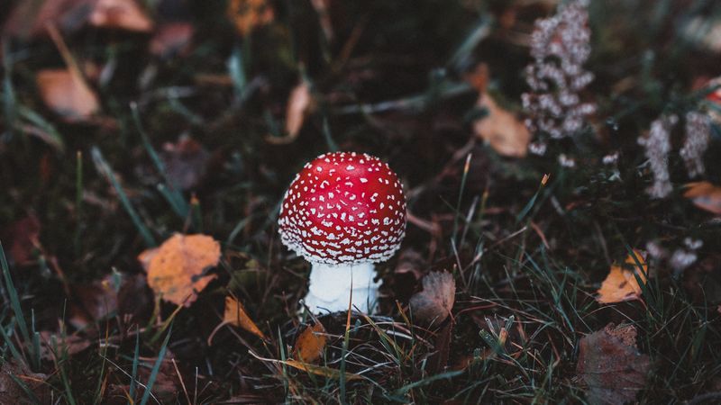 amanita, toadstool, mushroom, forest, grass, autumn, 4k