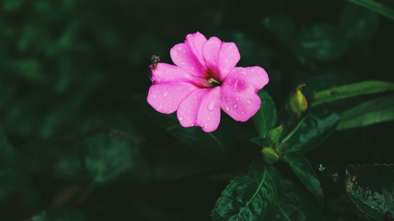flower, pink, macro, drops, leaves, 4k