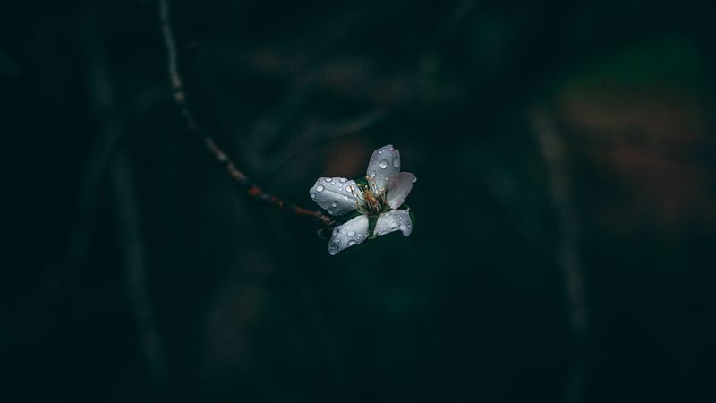 flower, drops, dew, dark, macro, 4k