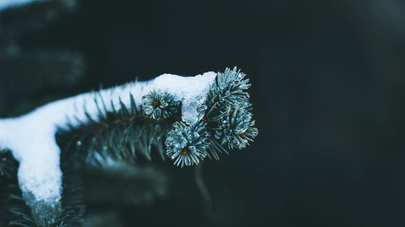 branch, spruce, snow, winter, macro, 4k