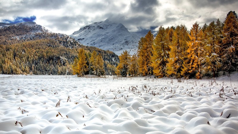 nature, landscape, winter, snow, mountains, trees, forest
