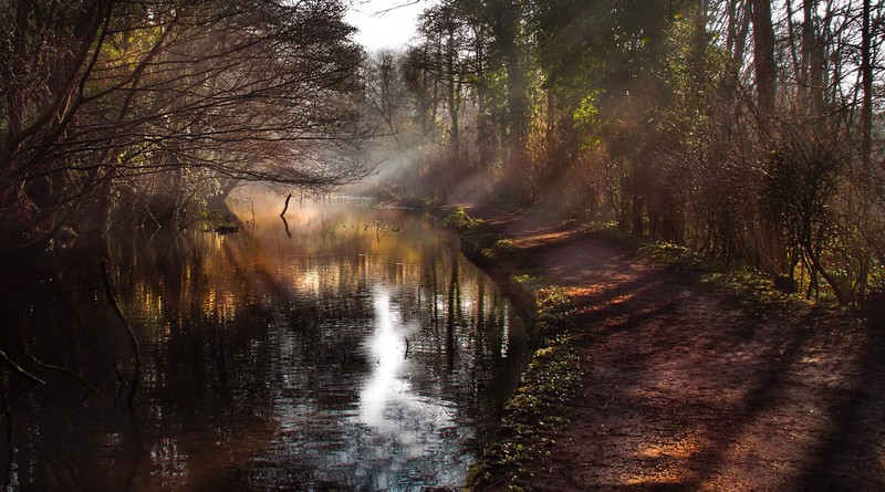 river, water, plants, nature, sun rays, path, forest, dirt