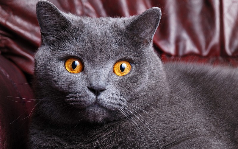 cats, animals, grey, yellow eyes, animal eyes, mammals