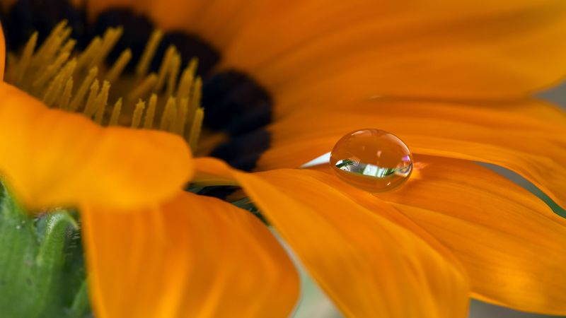 flower, petals, drop, macro, water, 4k
