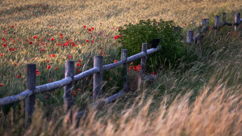 outdoors, fence, flowers, plants, poppies