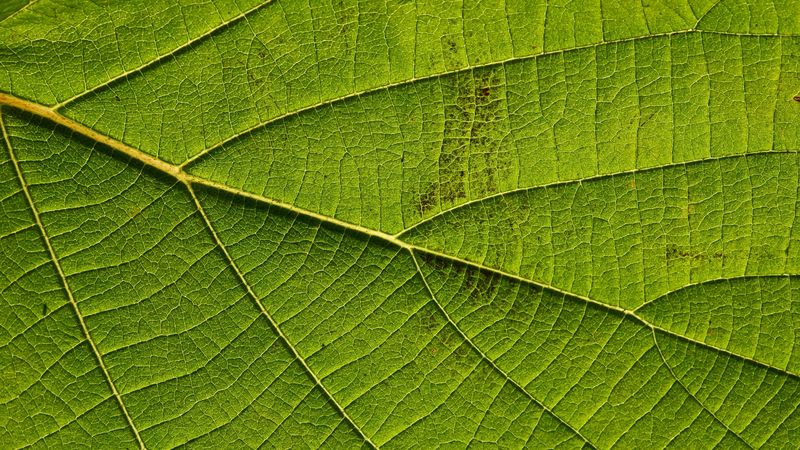 leaf, macro, green, veins, 4k