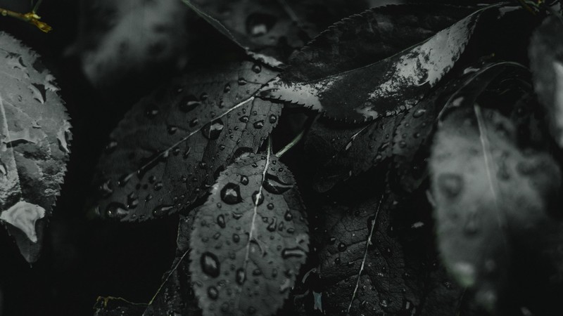 nature, plants, leaves, wet
