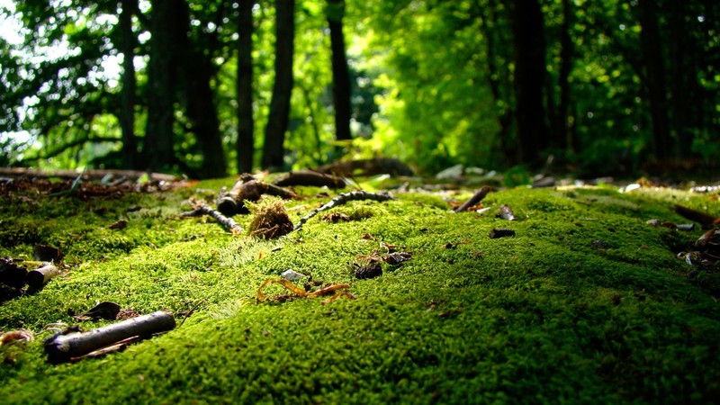 nature, trees, green, wood, forest, moss