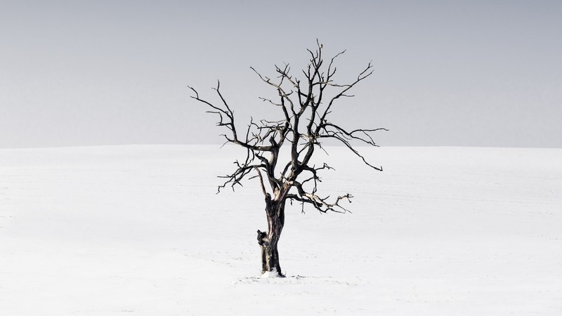 nature, landscape, winter, snow, trees, clear sky, horizon, branch, minimalism, white