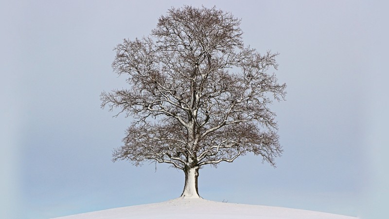 winter, snow, nature, trees