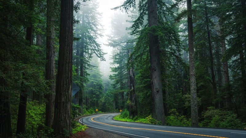 nature, forest, trees, road