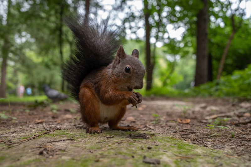 squirrel, animals, nature