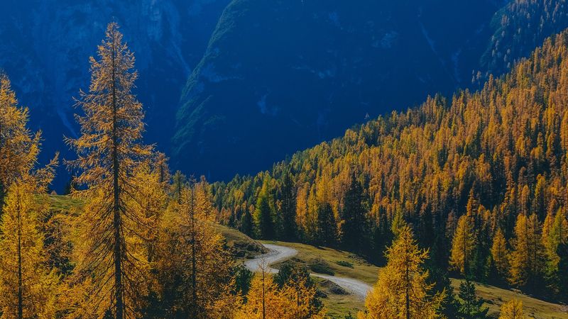mountains, trees, fog, autumn, path, 4k